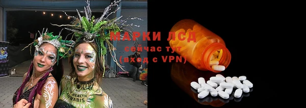 прущие грибы Новозыбков